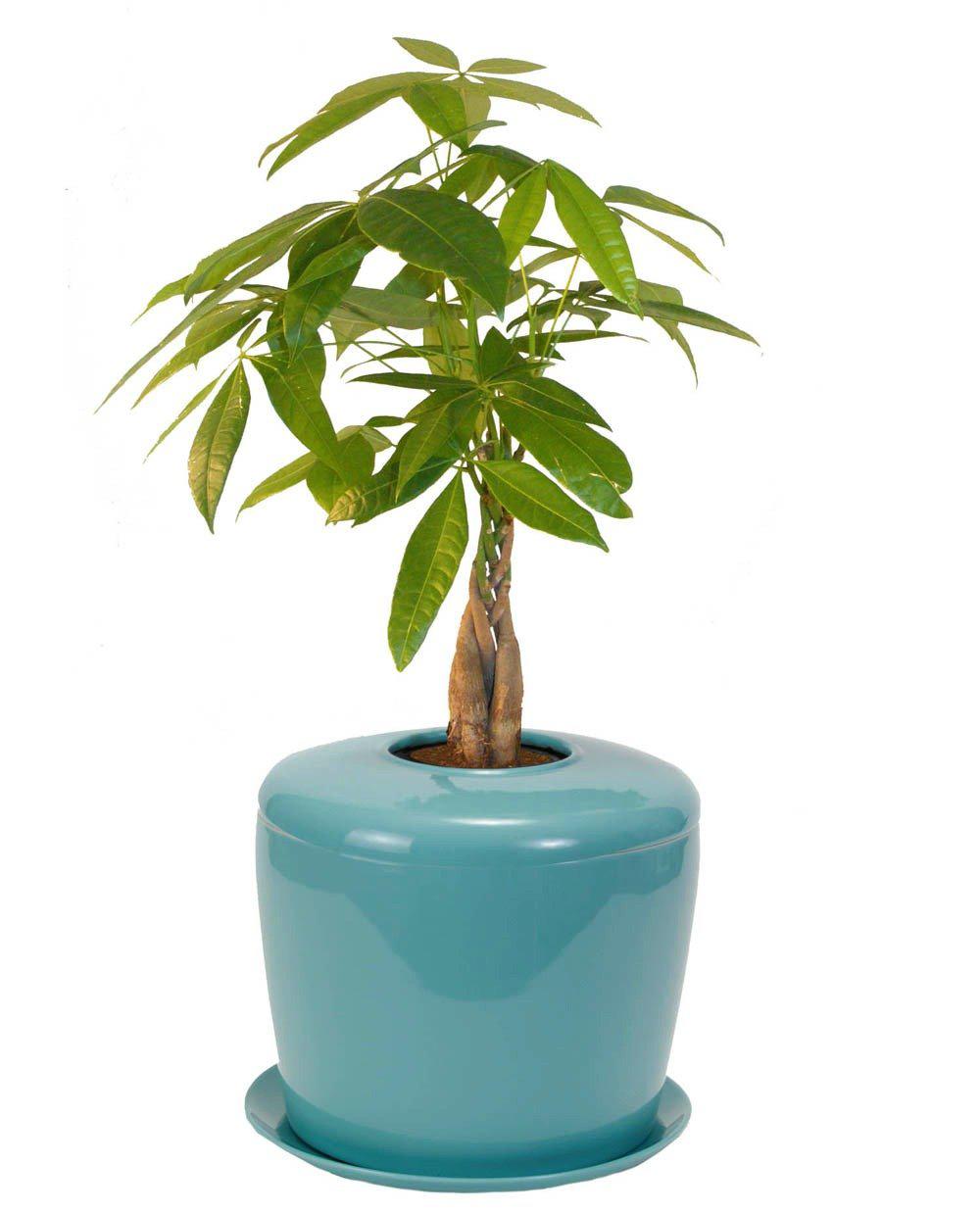 The Living Urn Indoors / Patio - Birdsong