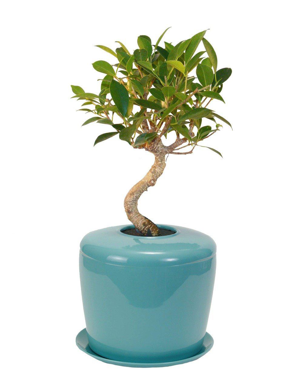 The Living Urn Indoors / Patio - Birdsong