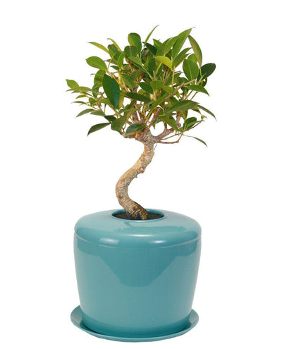 The Living Urn Indoors / Patio - Birdsong