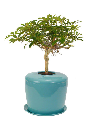 The Living Urn Indoors / Patio - Birdsong