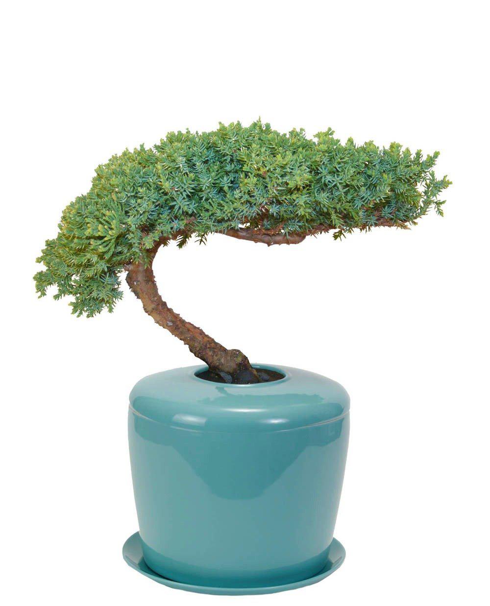The Living Urn Indoors / Patio - Birdsong