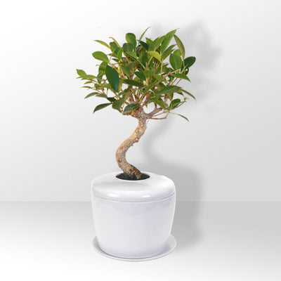 The Living Urn Indoors / Patio - Birdsong