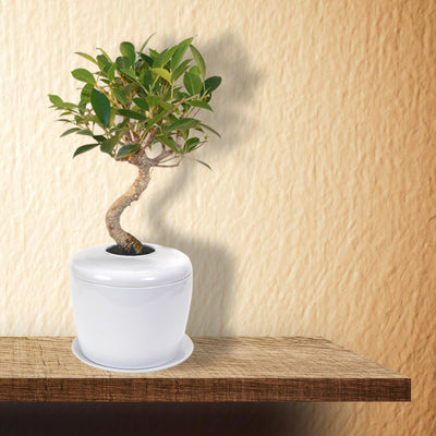 The Living Urn Indoors / Patio - Birdsong