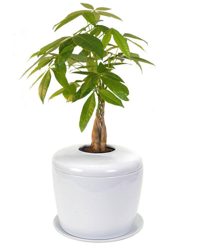 The Living Urn Indoors / Patio - Birdsong