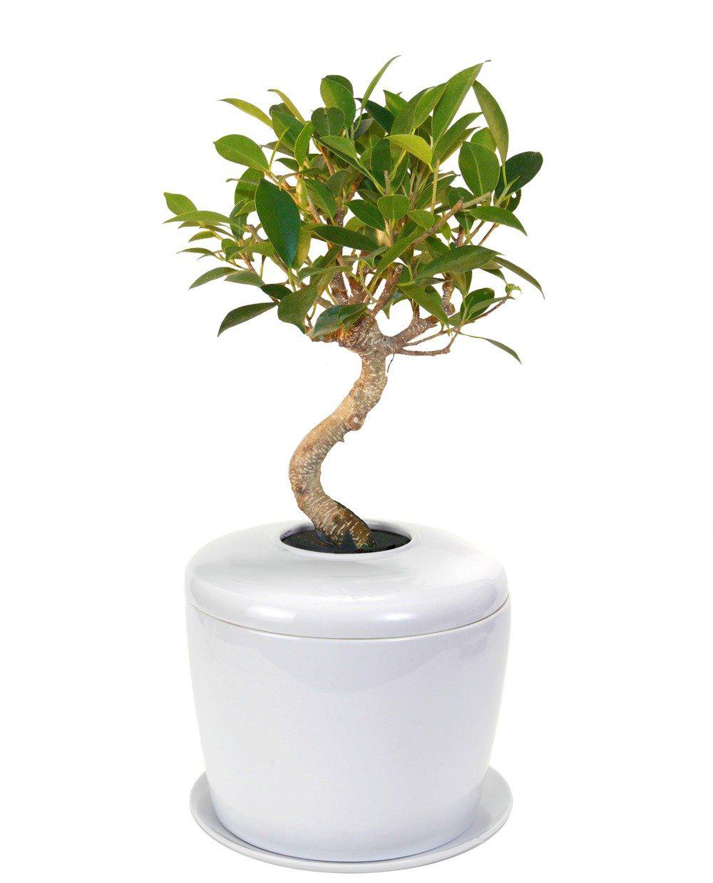 The Living Urn Indoors / Patio - Birdsong