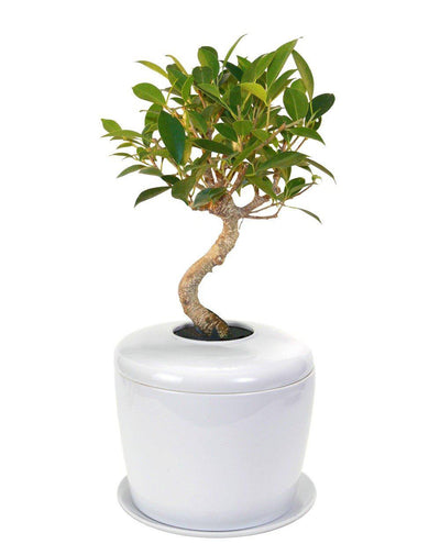 The Living Urn Indoors / Patio - Birdsong