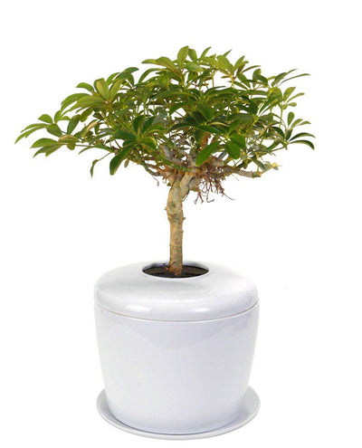 The Living Urn Indoors / Patio - Birdsong