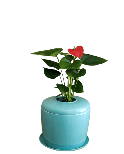 The Living Urn Indoors / Patio - Birdsong