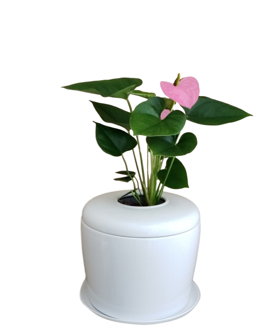 The Living Urn Indoors / Patio - Birdsong