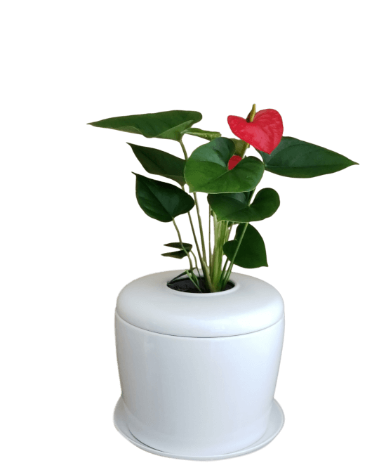 The Living Urn Indoors / Patio - Birdsong