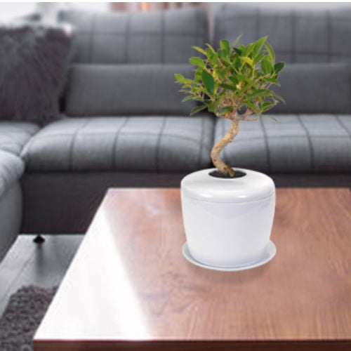 The Living Urn Indoors / Patio - Birdsong